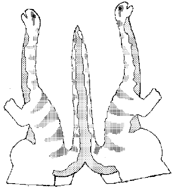 Apatosaurus Madre
