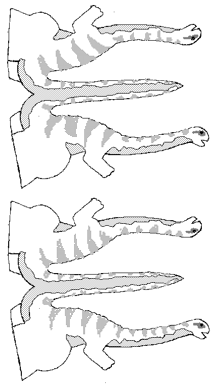 Apatosaurus Hijos